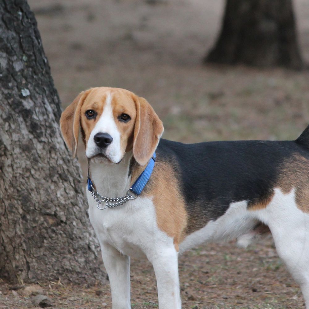 Beagle