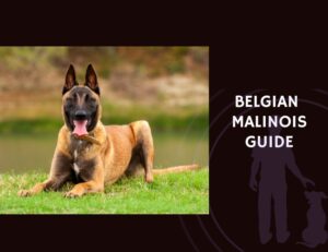 Belgian Malinois Guide