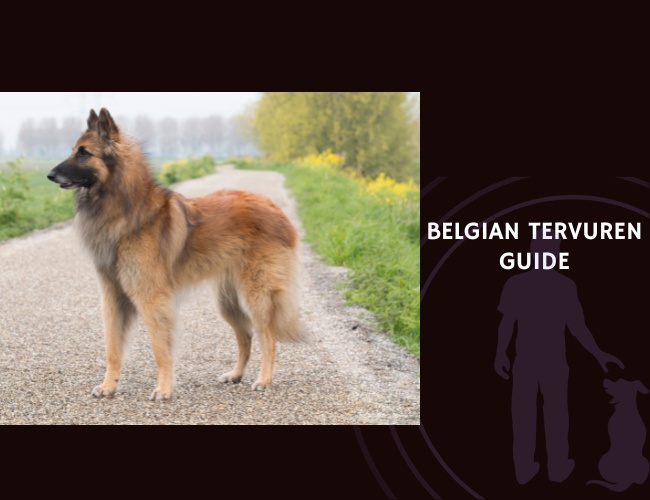 Belgian Tervuren Guide