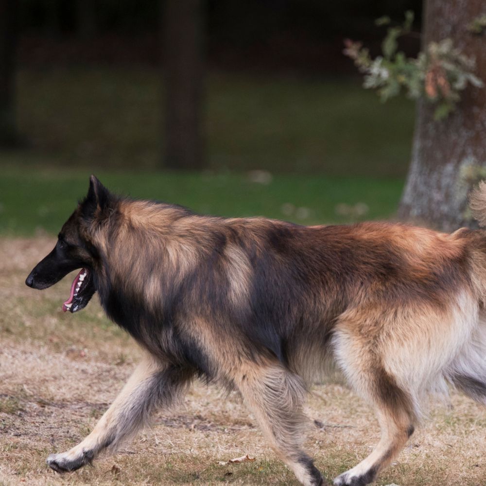Belgian Tervuren