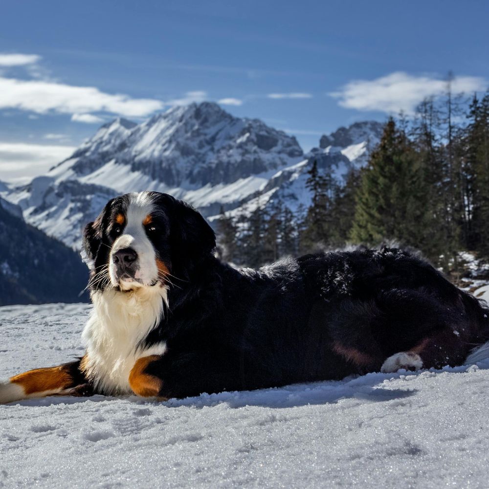 Bernese Mountain Dog