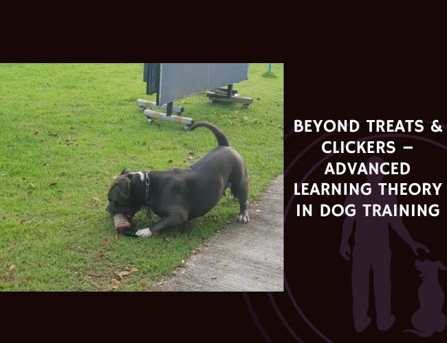 Beyond Treats & Clickers – Advanced Learning Theory in Dog Training
