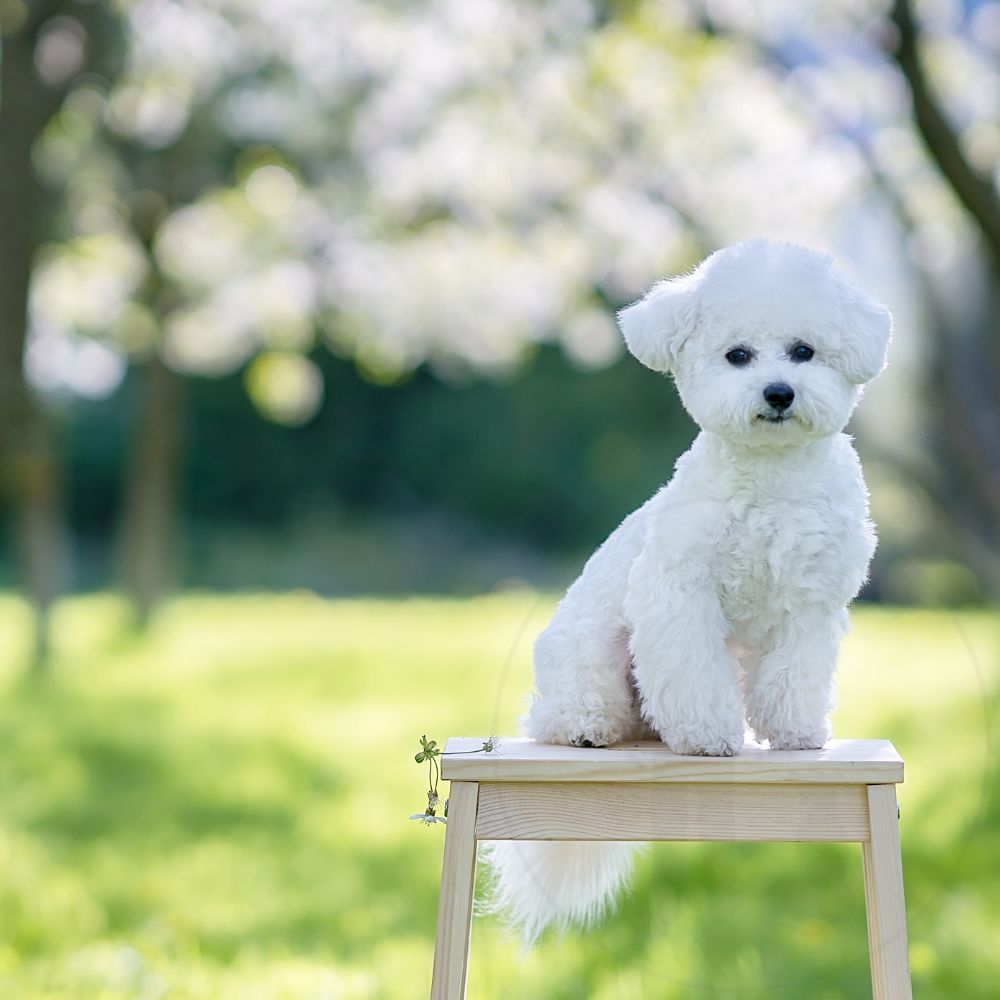 Bichon Frisé