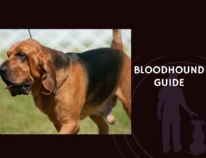 Bloodhound Guide