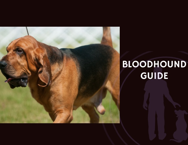 Bloodhound Guide
