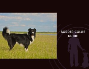 Border Collie Guide