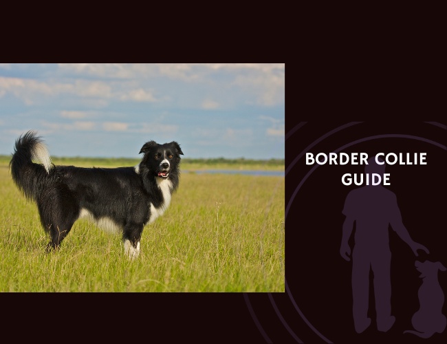 Border Collie Guide