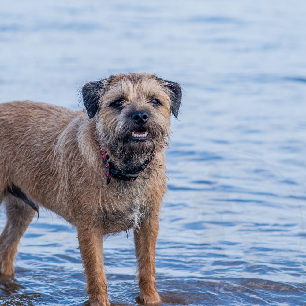 Border Terrier