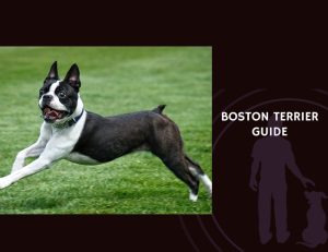 Boston Terrier Guide