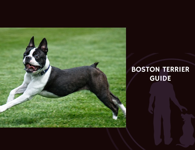 Boston Terrier Guide