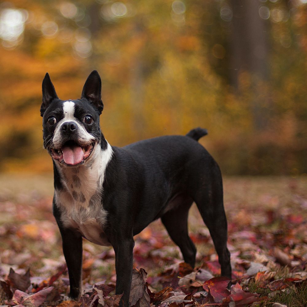 Boston Terrier