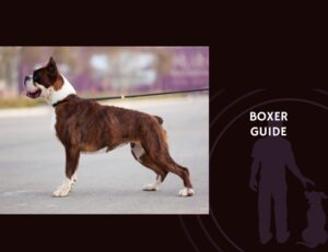 Boxer Guide