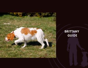 Brittany Spaniel Guide