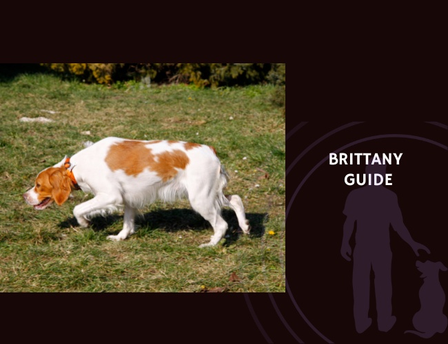 Brittany Spaniel Guide