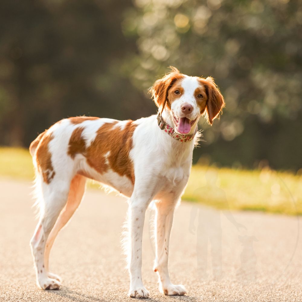 Brittany Spaniel