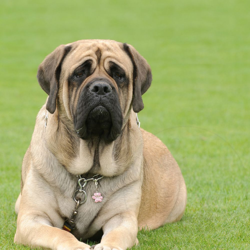 Bullmastiff