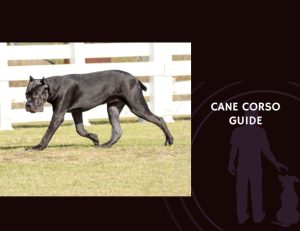 Cane Corso Guide