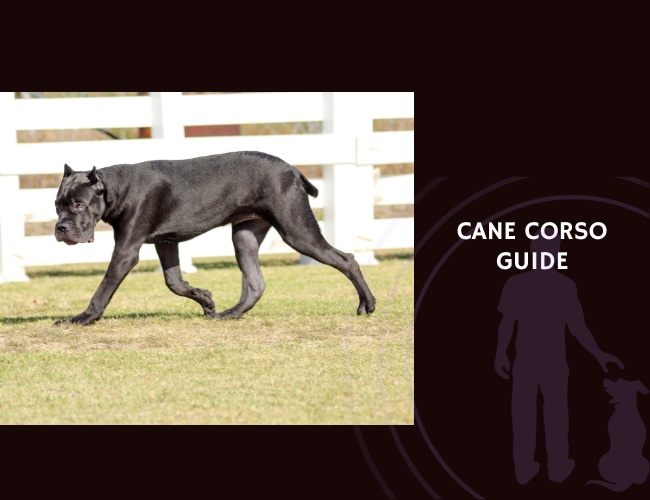 Cane Corso Guide