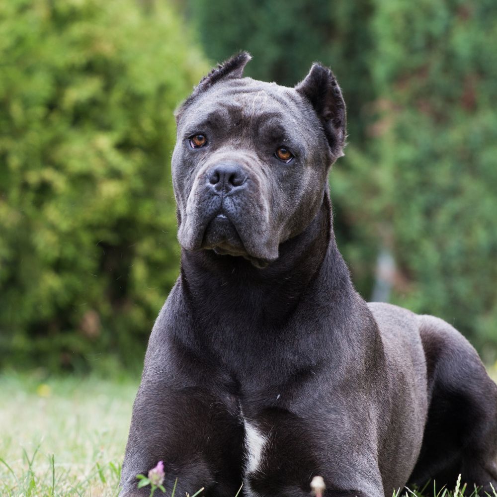Cane Corso