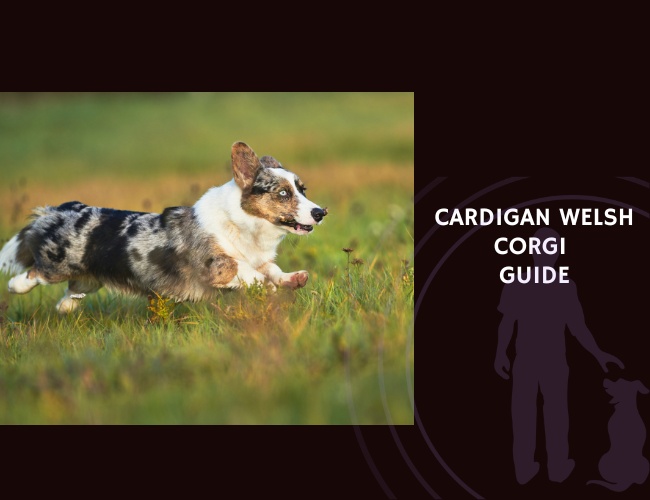 Cardigan Welsh Corgi Guide