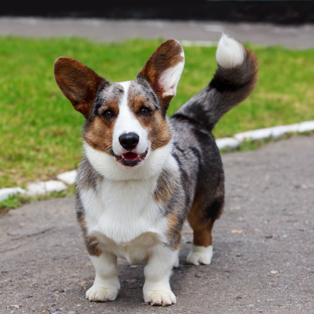 Cardigan Welsh Corgi