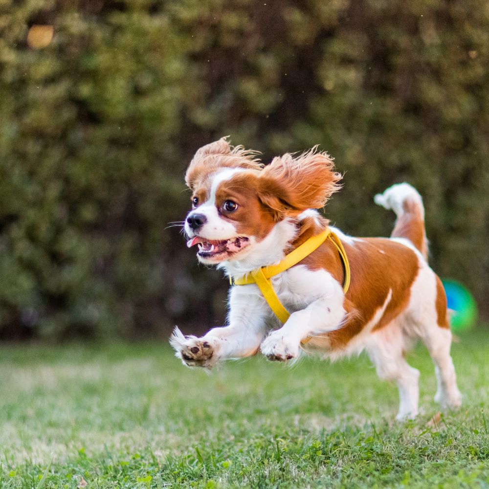 Cavalier King Charles Spaniel