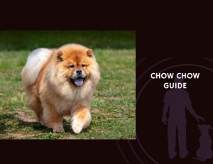 Chow Chow Guide