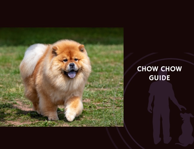 Chow Chow Guide