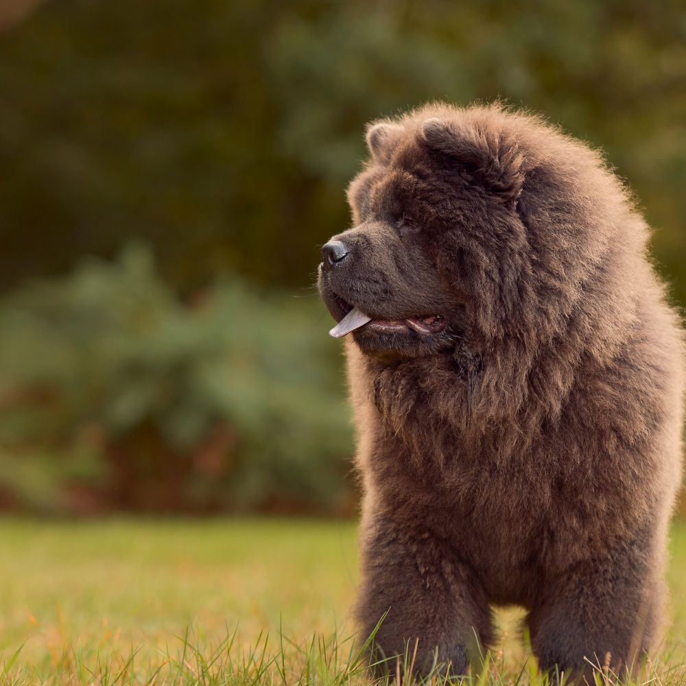 Chow Chow