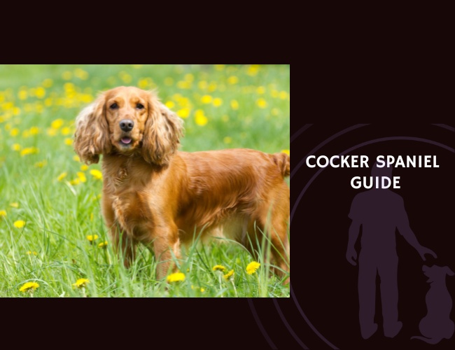 Cocker Spaniel Guide