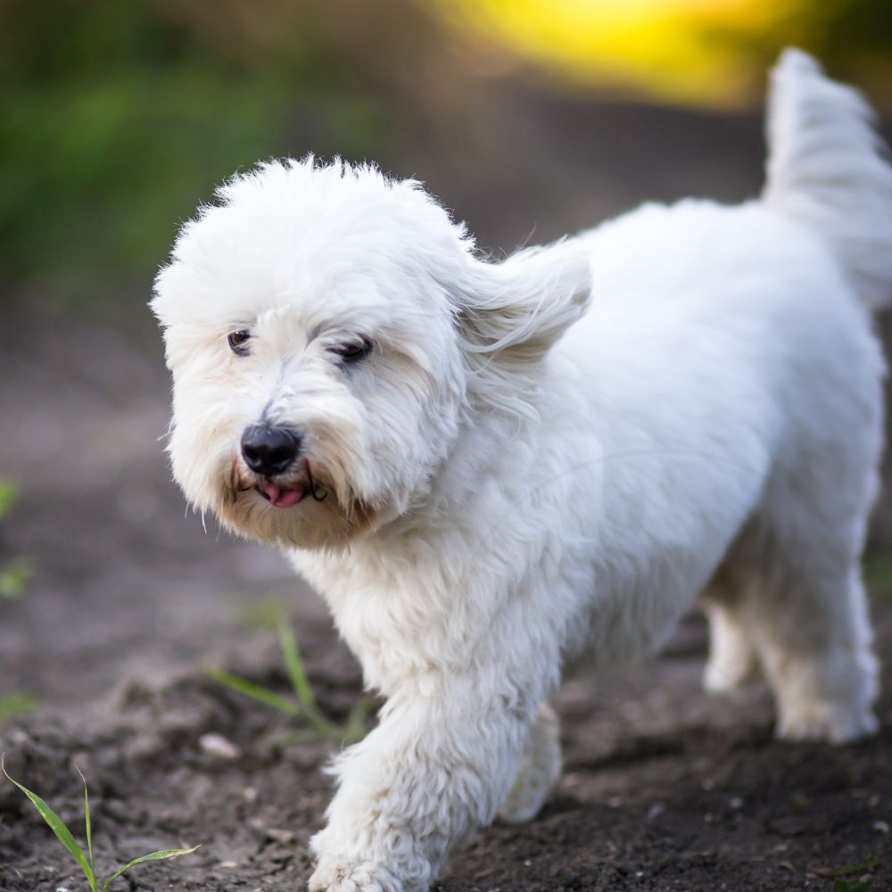 Coton de Tulear