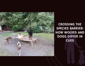 Crossing the Species Barrier How Wolves and Dogs Differ in Cues