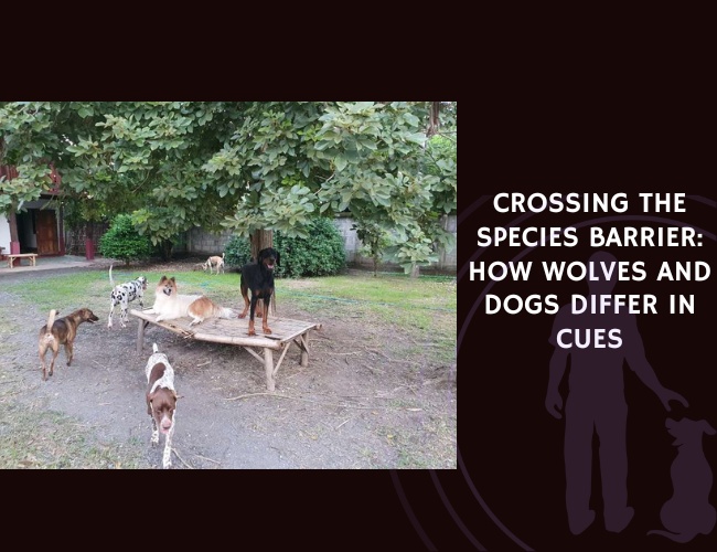 Crossing the Species Barrier How Wolves and Dogs Differ in Cues