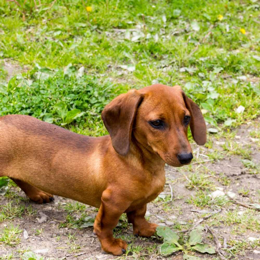 Dachshund