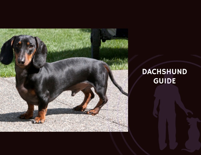 Dachshund Guide