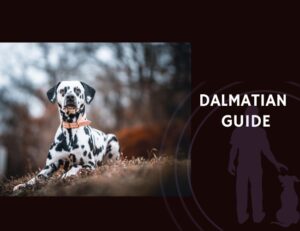 Dalmatian Guide