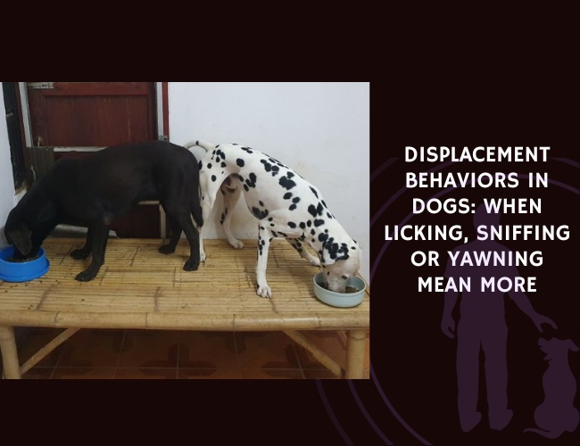 Displacement Behaviors in Dogs