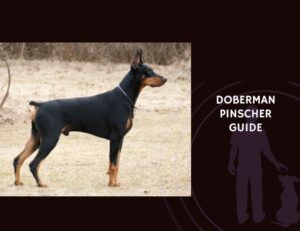 Doberman Guide