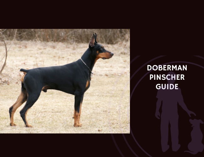 Doberman Guide