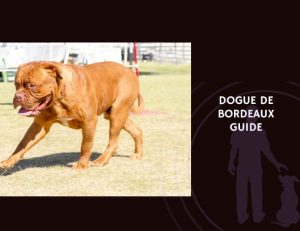 Dogue de Bordeaux Guide