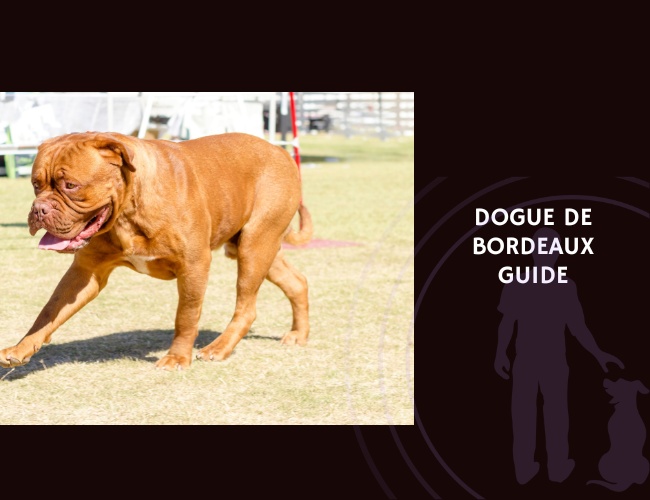 Dogue de Bordeaux Guide