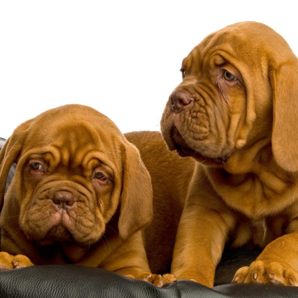 Dogue de Bordeaux