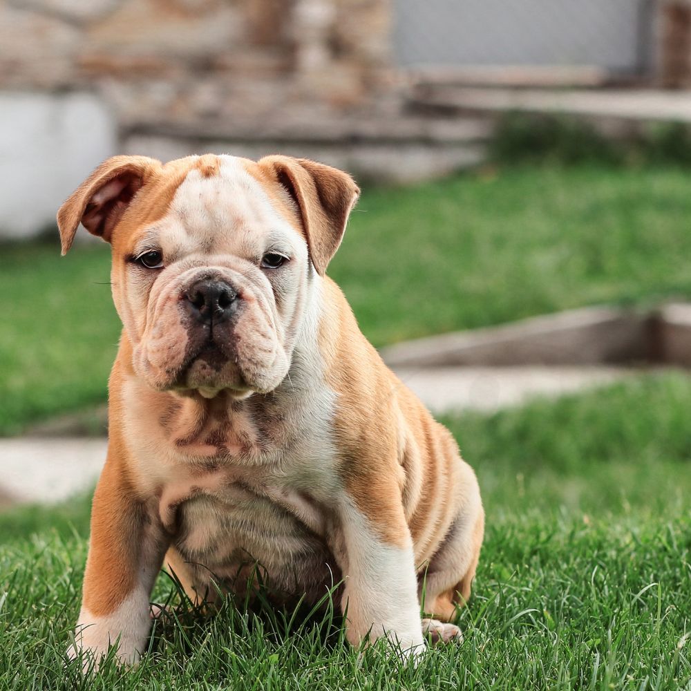 English Bulldog