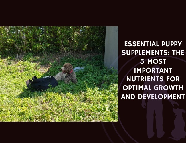 Essential Puppy Supplements The 5 Most Important Nutrients for Optimal Growth and Development