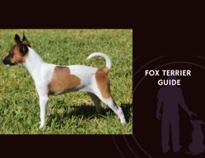 Fox Terrier Guide