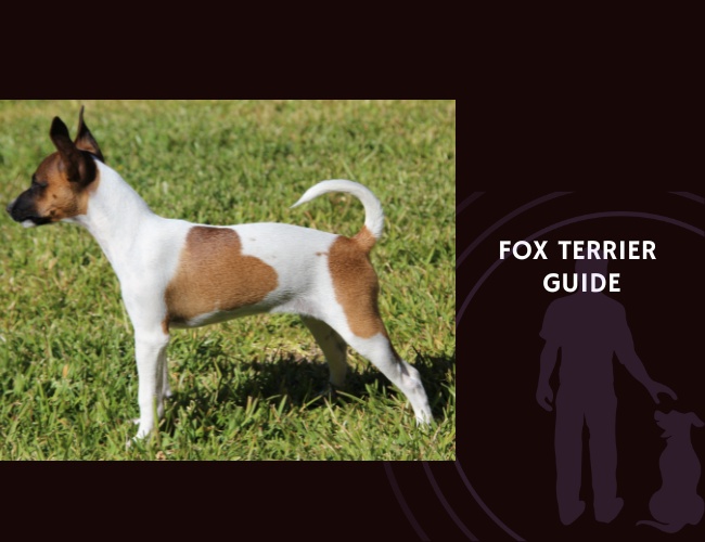 Fox Terrier Guide