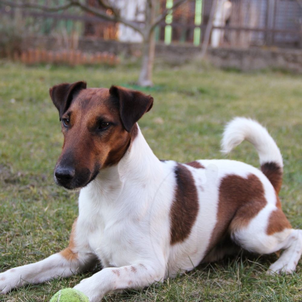 Fox Terrier