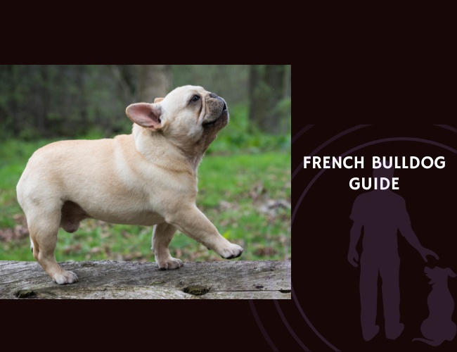 French Bulldog Guide
