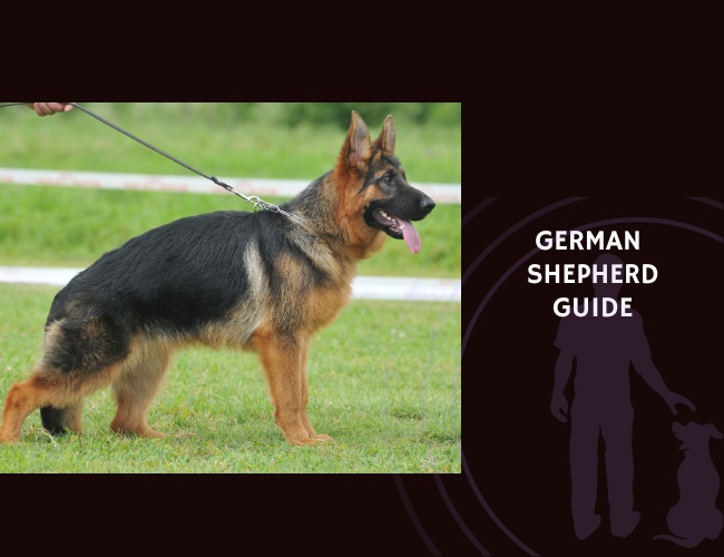German Shepherd Guide