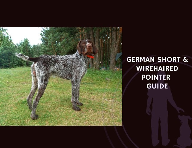 German Short & Wirehaired Pointer Guide